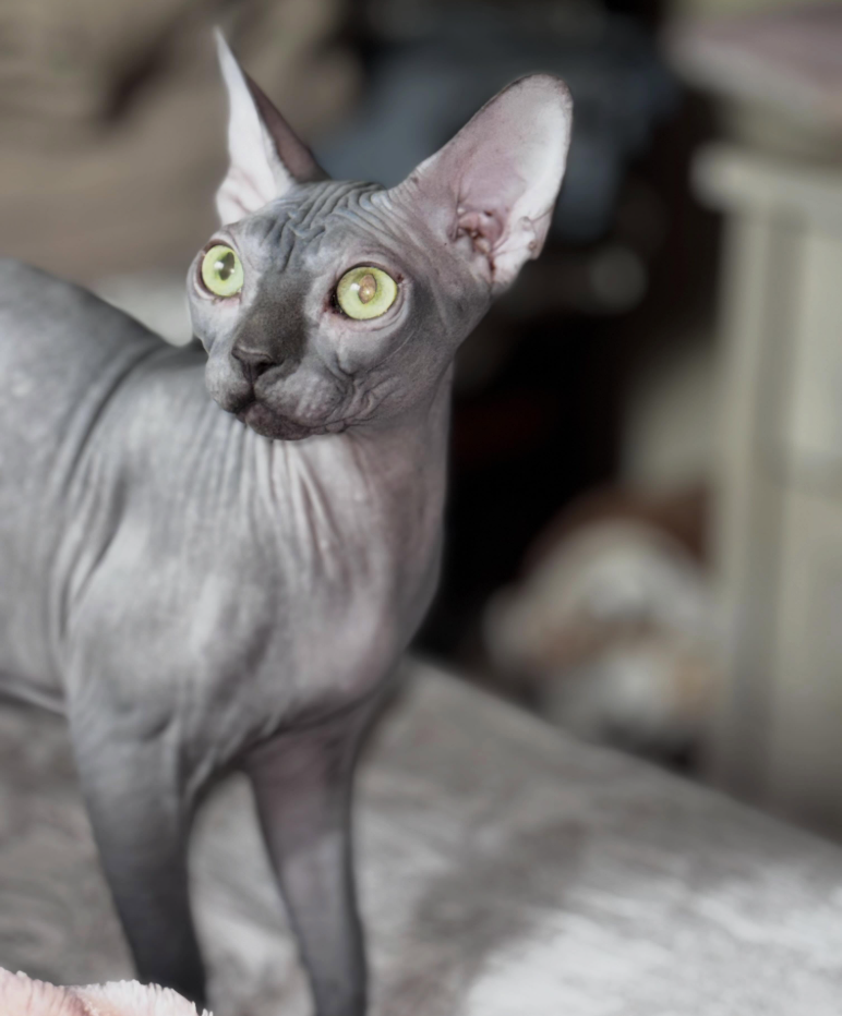 Canadian Sphynx cat portrait