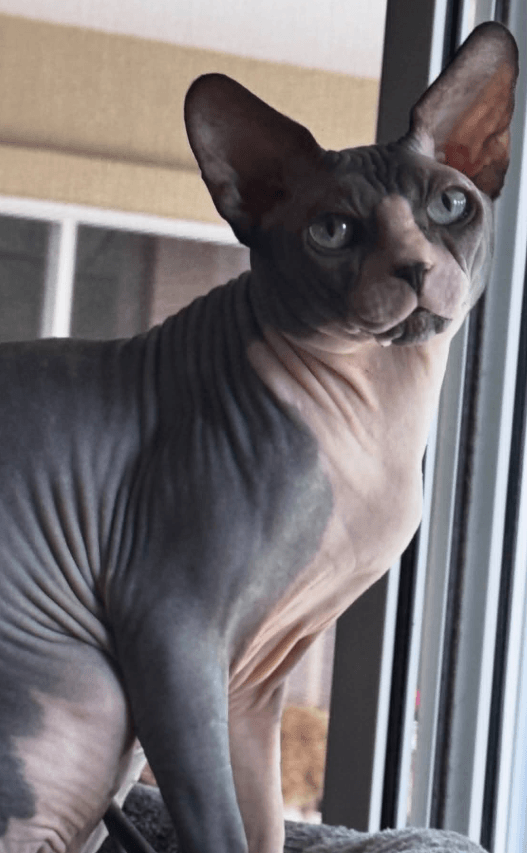 Elizar, Canadian Sphynx